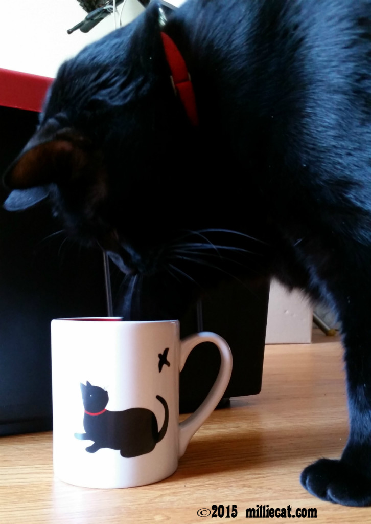 sylvester and mug 1 041815